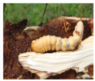 Stem and root borer