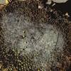 Rhizopus Head Rot