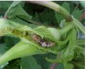 Shoot and Fruit Borer