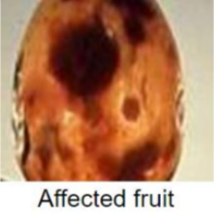 Anthracnose 