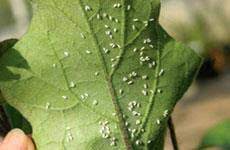 White Fly