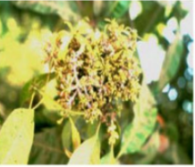 Mango malformation