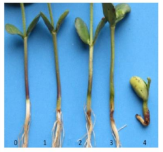 Root rot