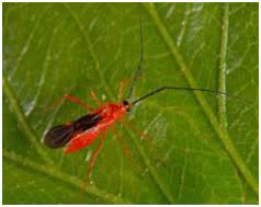 Mosquito Bug