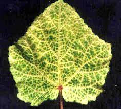 Yellow Vein Mosaic Disease