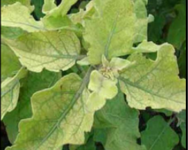Iron deficiency