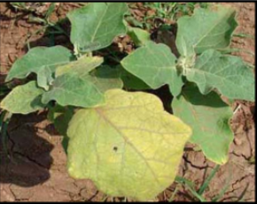 Magnesium deficiency