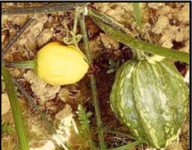 Potassium deficiency