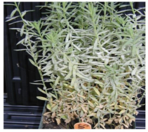 Powdary mildew