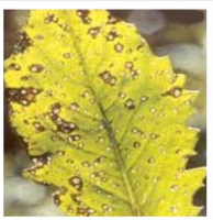 Cercospora leaf spot