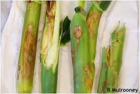 Bacterial Stalk Rot
