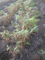 Fusarium wilt