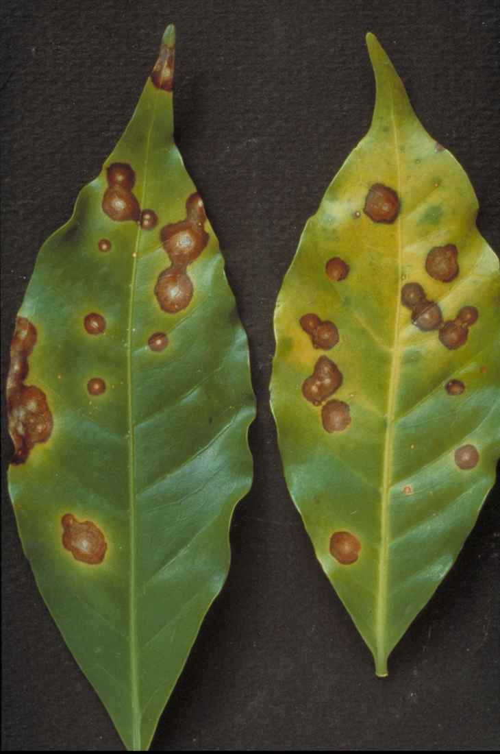 Brown eye spot disease