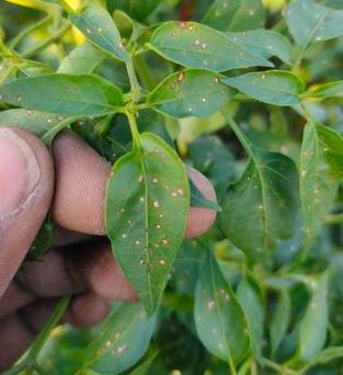 Copper Deficiency