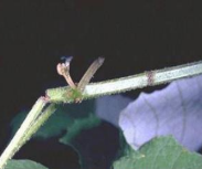 Sthenias grisator