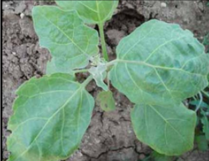 Calcium deficiency