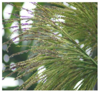 Inflorescence die back and button shedding