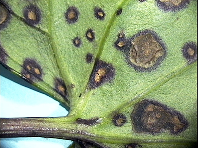 Alternaria blight