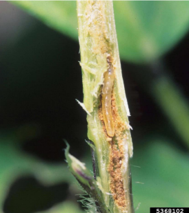 Stem Fly