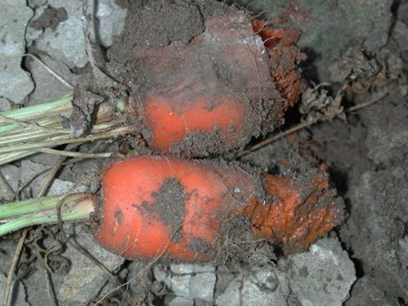 Bacterial soft rot