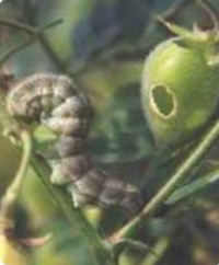Pod Borer