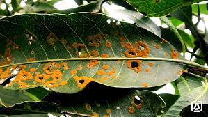 Red Rust