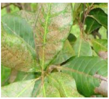 Thrips
