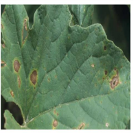 Alternaria spot