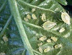 Green peach aphid