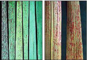 Rust