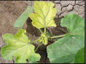 Iron deficiency