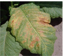 Tobacco mosaic virus