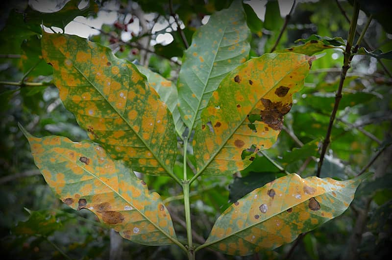 Coffee leaf rust