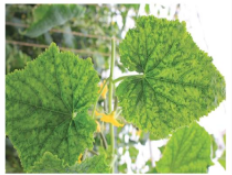 Mosaic virus