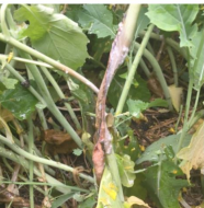 Stem rot