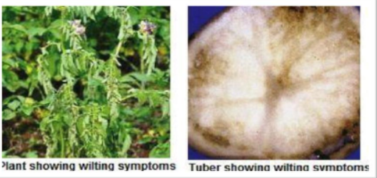 Bacterial wilt