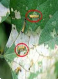 Bihar hairy caterpillar