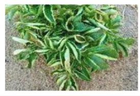 Copper deficiency
