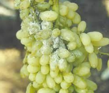 Mealy bug