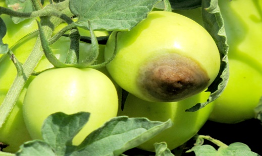 Fruit Rot