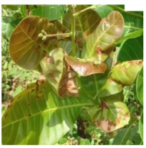 Shoot rot and leaf fall