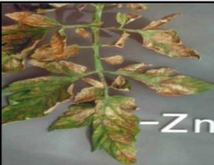 Zinc Deficiency