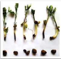 Seedling blight 