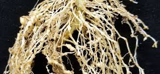 Root Knot Nematode