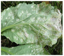 White rust