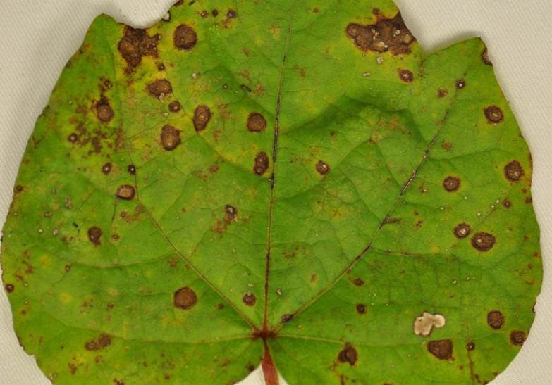 Cercospora Leaf Spot