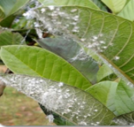 Spiraling whitefly