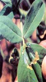 Leaf Minor
