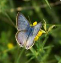 Blue butterfly