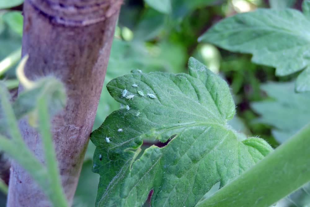 Aphid